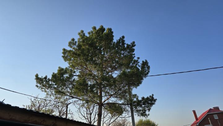 В Саратовской области увеличат площадь новых лесов до 4 тысяч гектаров