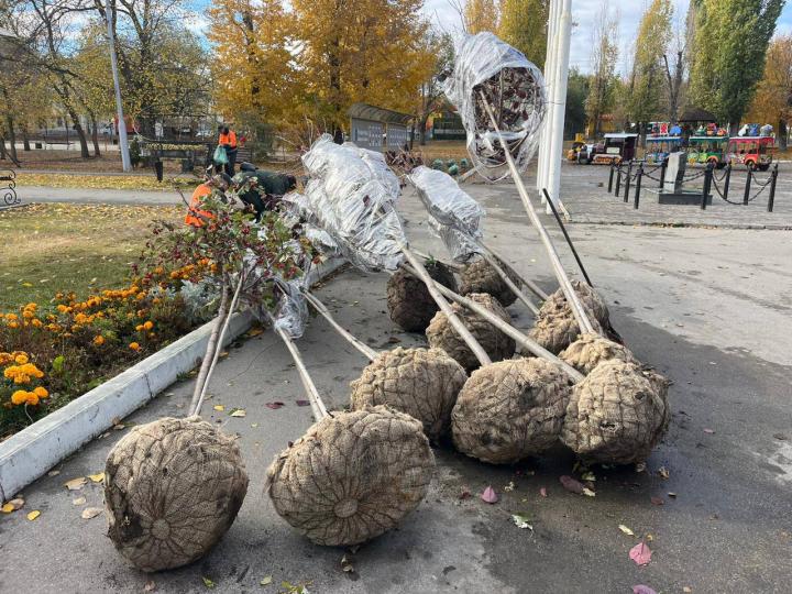 В Саратове в сквере «Дружба народов» восстанавливают аллею