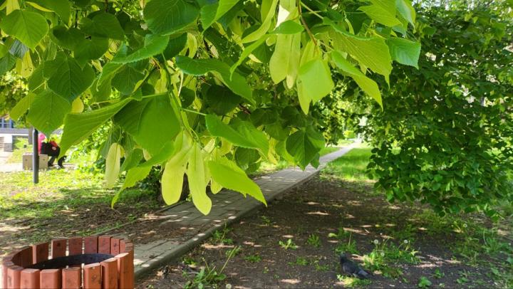 В Саратове за ТЦ «Оранжевый» появится новый парк