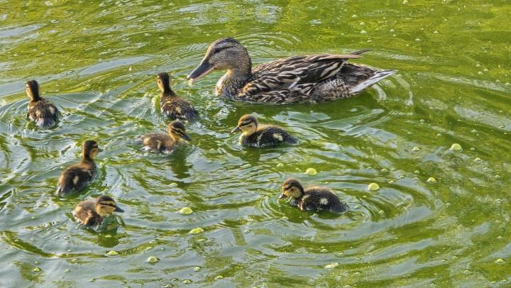 В Саратовском Горпарке начнут восстанавливать систему прудов