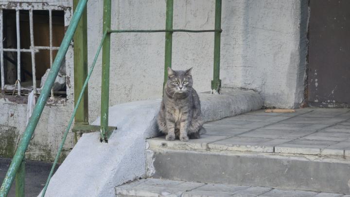 В Саратове более 60 уличных лестниц признаны аварийными