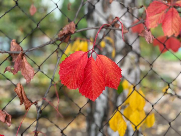 Саратовцев ждут туманы и первые заморозки
