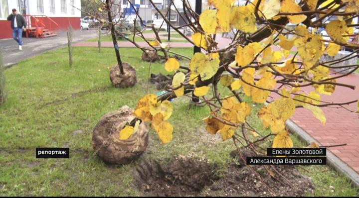 В Энгельсе продолжают озеленять город: в скверах высаживают липы и рябины