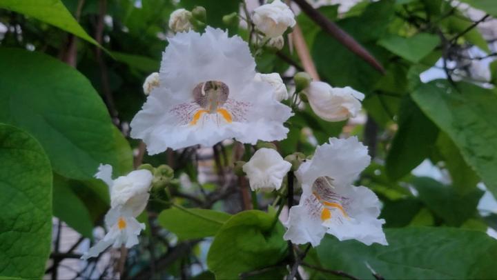 В Саратове высадили почти 3 тысячи деревьев и 17,5 тысяч кустарников