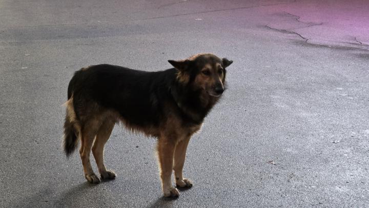 44 усыпили, 42 изолировали: ветслужба озвучила данные по бездомным собакам в Саратове