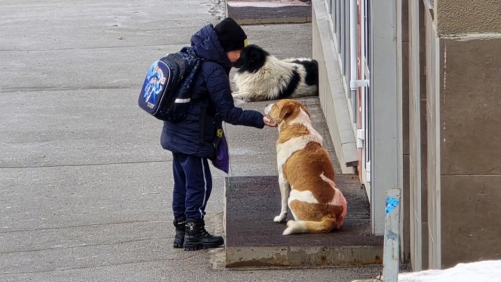 Более тысячи пострадавших детей: в Саратове озвучили статистику по укусам собак
