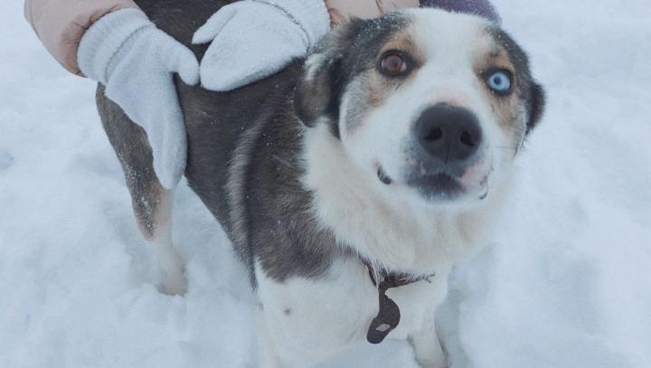  «Суд постановил закрыть, но…»: что происходит в приюте с 140 собаками под Саратовом