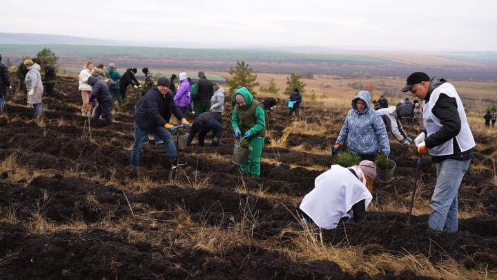 Осенью в Саратовской области высадили 1,8 тыс. гектаров новых лесов