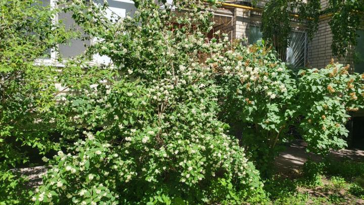 В Энгельсе осенью высадят новые деревья и кустарники в парках и скверах