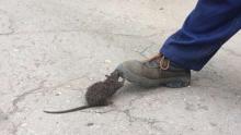 Коммунальщики вытащили из канализации крысу: животное не хотело покидать трубу