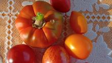 За неделю в Саратовской области подорожали помидоры и яйца