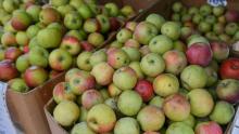 В Саратовской области подорожали помидоры и яблоки, упала в цене свекла