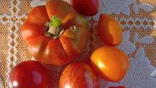 За неделю в Саратовской области взлетели цены на огурцы и помидоры, подешевела гречка