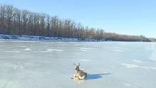 Не могла встать на скользком льду: косулю спасли со льда Волги под Балаковом