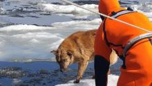 Саратовские спасатели сняли собаку с льдины на Волге