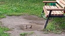 Накануне Дня Победы в Саратове ожидаются дожди и до +30°