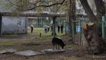 В Саратове возбудили дело о халатности после укуса ребенка бродячей собакой