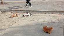 Сотню бездомных собак поймают и стерилизуют в Кировском районе Саратова