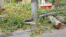 Раскидистый тополь рухнул в Волжском районе Саратова