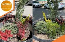 Неизвестные украли декоративные растения из вазонов в Октябрьском районе Саратова