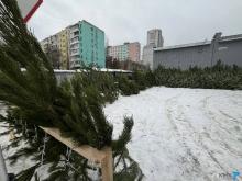 Незаконная торговля и нарушения оформления: в Саратове проверили елочные базары