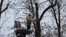 Ветхое дерево рухнуло на авто: Саратовский облсуд оставил в силе иск против мэрии