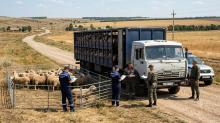 В Саратовской области задержали 200 овец-нелегалов