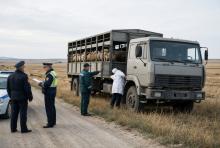В Саратовской области остановили перевозку 200 овец и коз без ветеринарных документов